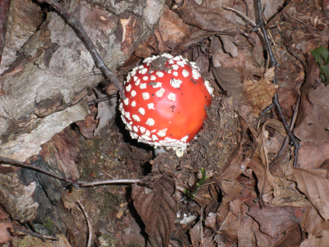 Muscaria%202