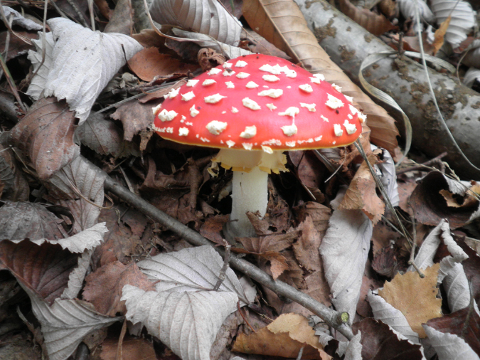 Muscaria%205