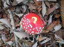 Muscaria%204