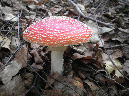 Muscaria%206