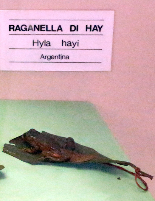 Raganella%20di%20Hay