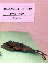 Raganella%20di%20Hay