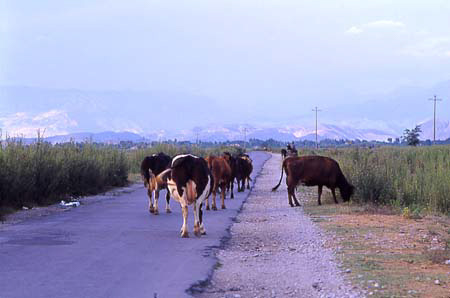 vacche%20in%20strada