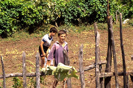 raccolta%20patate