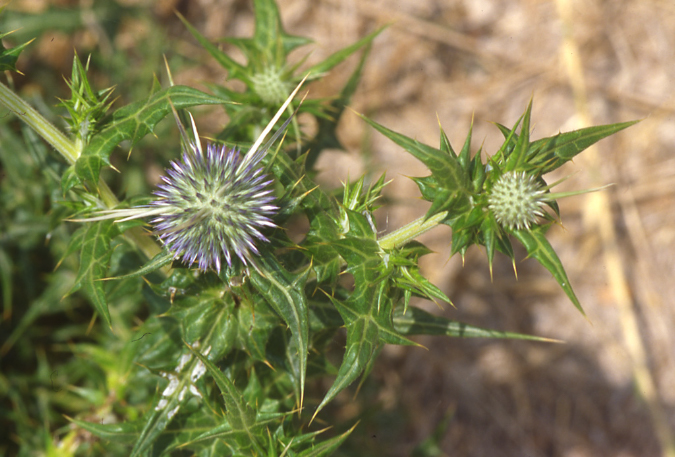 cardo%20azzurro