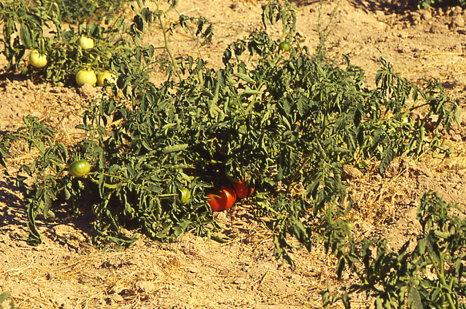 pomodori