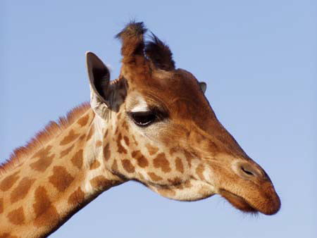 giraffa.2