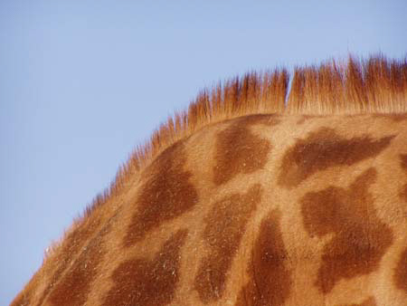 giraffa.3