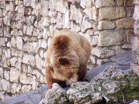 orso