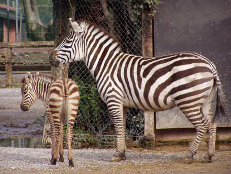 zebre