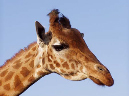 giraffa.2