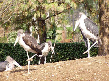 marabu