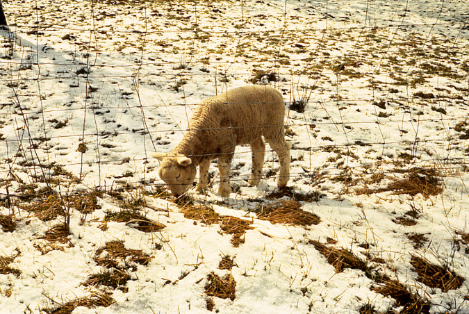 agnello