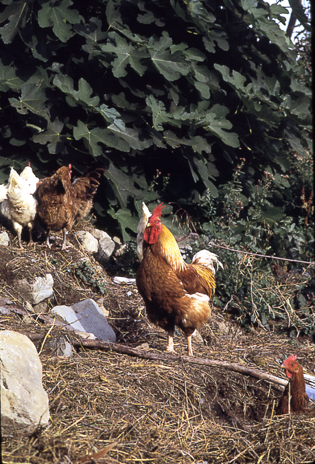 gallo%20e%20galline