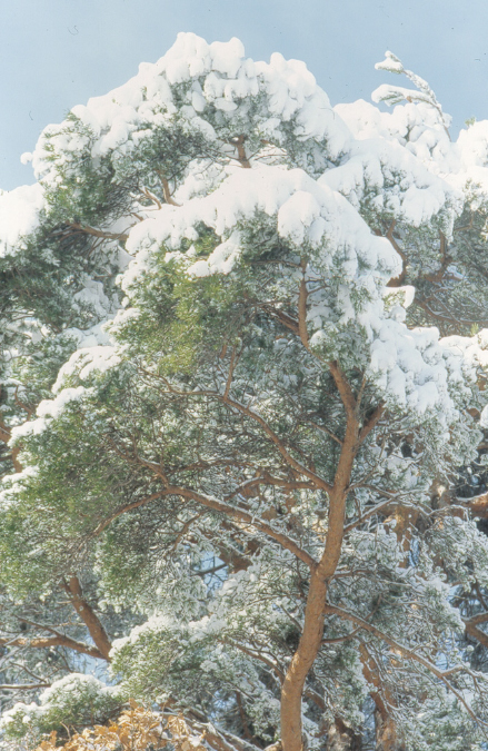 bridgefsfileVolumesLaCieFOTO2008VARIENATURAPIANTE00%20Alberi%20da%20diaalbero%20neve