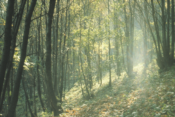 bridgefsfileVolumesLaCieFOTO2008VARIENATURAPIANTE00%20Alberi%20da%20dialuce%20nel%20bosco