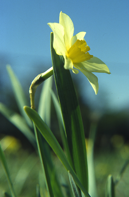 narciso