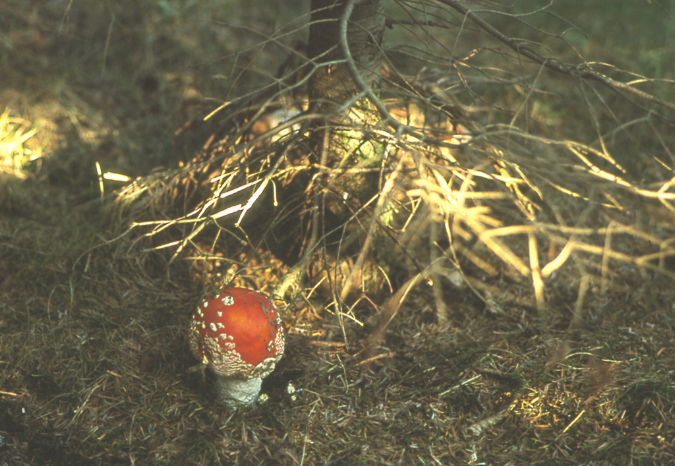 muscaria%20chiusa