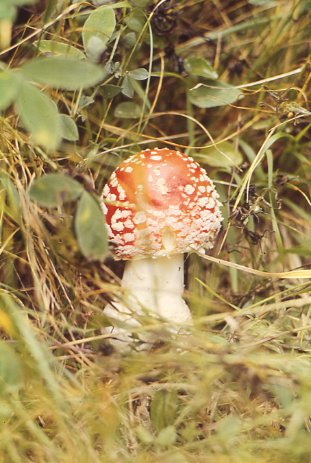 muscaria%20piccola