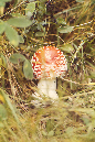 muscaria%20piccola