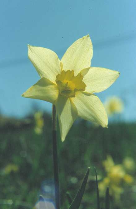 bridgefsfileVolumesLaCieFOTO2008VARIENATURAPIANTE00%20Piante%20e%20fiori%2004narciso