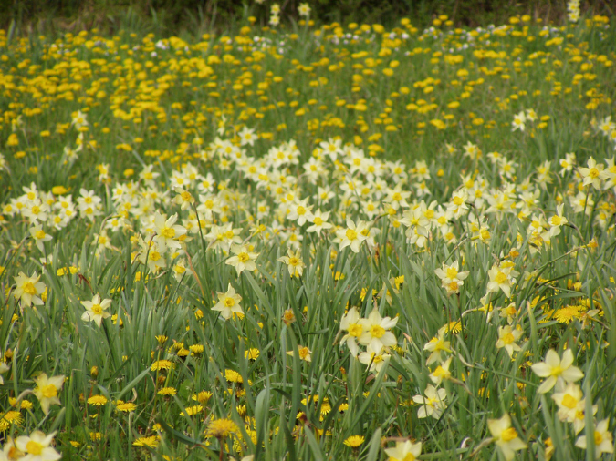 narcisi%20e%20gialli