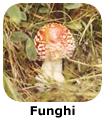 Funghi